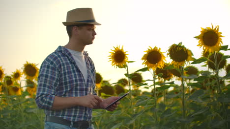 A-young-farmer-walks-across-a-field-with-large-sunflowers-and-writes-information-about-it-in-his-electronic-tablet.